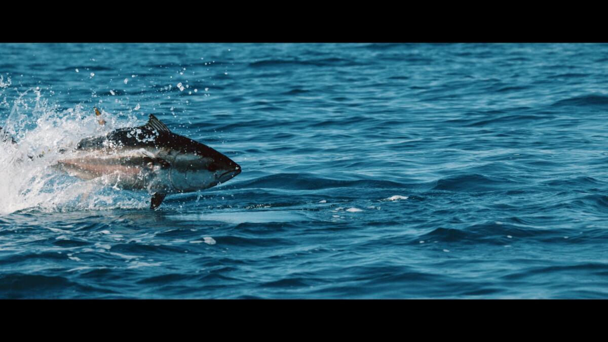 Le « maguro » d’Ôma